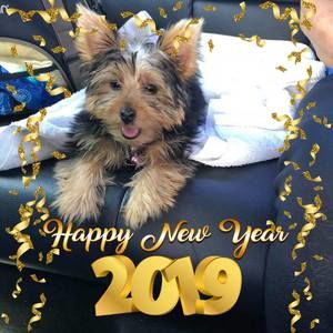 Meet your Posher, Thuy